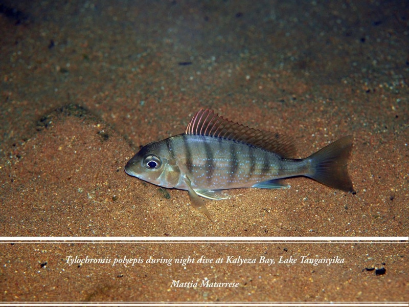 Tylochromis polylepis 'Kalyeza Bay'